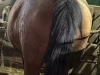 Yegua, Caballos — foto 7