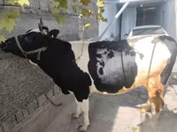 Kuh, Russian Black pied cattle — Foto 6