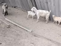 Cabra, Cabras — foto 6
