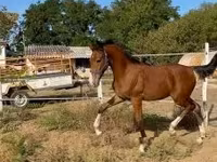 حصان, Dutch warmblood horse — الصورة 6