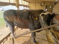 Bull, Swiss cattle — photo 2