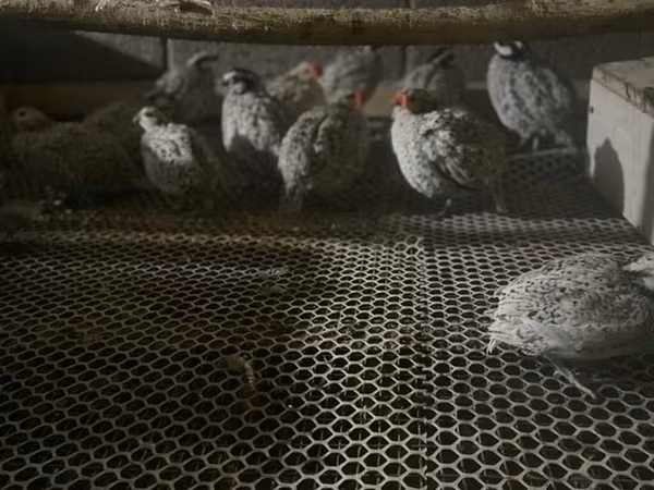 Bobwhite