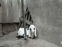 Ziegenbock, Nubian Goat — Foto 5