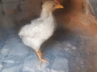 Chickens — Foto 3