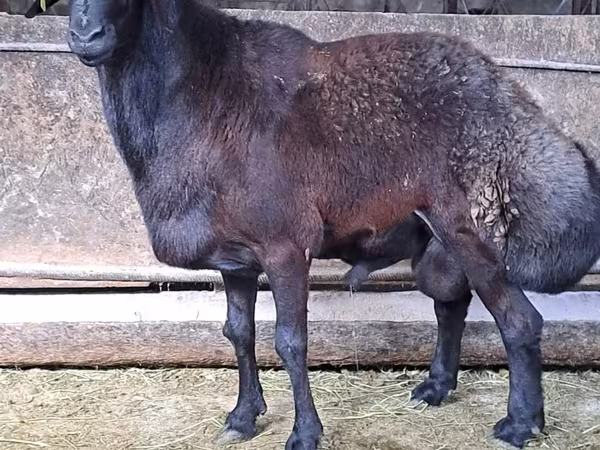 Widder, Hissar sheep