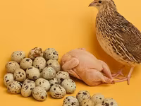إنجليش وايت — الصورة 1
