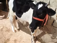 母牛, Russian Black pied cattle — 照片 2