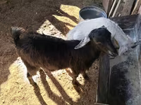 Goat, Goats — photo 2