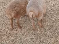 绵羊（批次，未指定性别）, Sheep — 照片 2