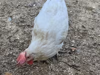 Chickens — फ़ोटो 1