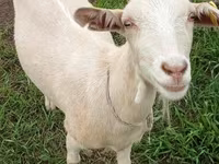 Goat, Saanen goat — photo 2