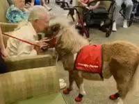 فرس, Miniature horse — الصورة 6