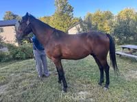 Horse (M), Standardbred — photo 1
