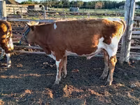 Toro, Vaca kazaja de cabeza blanca — foto 6