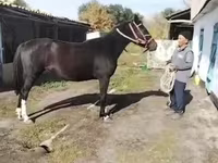 Yegua, Caballos — foto 3