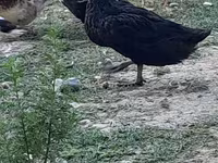 أستراليان سبوتد — الصورة 2