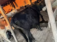 Vaca, Latvian Blue cattle — foto 3