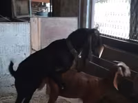 عنزة, Beetal goats — الصورة 7