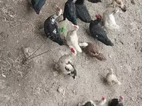 بقرة, الماشية — الصورة 8