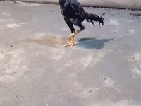 Chickens — फ़ोटो 7
