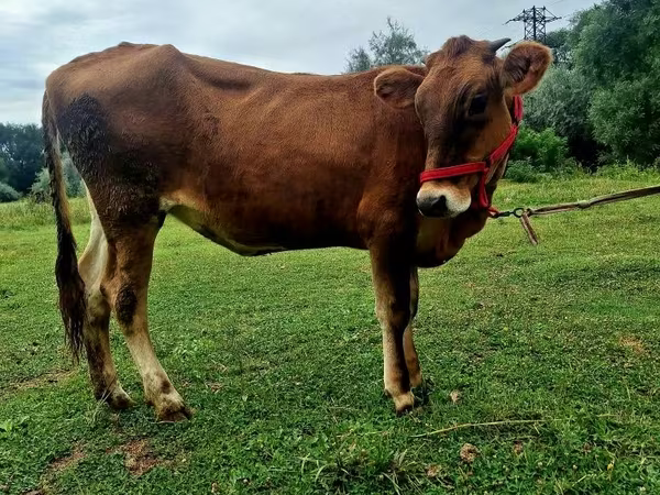 गाय, अलाताऊ नस्ल