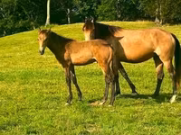 فرس, Black Sea breed — الصورة 8