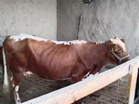 بقرة, Simmental cattle — الصورة 1