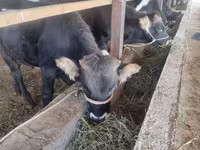 公牛, Cattle — 照片 1