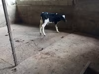 ثور, Russian Black pied cattle — الصورة 2