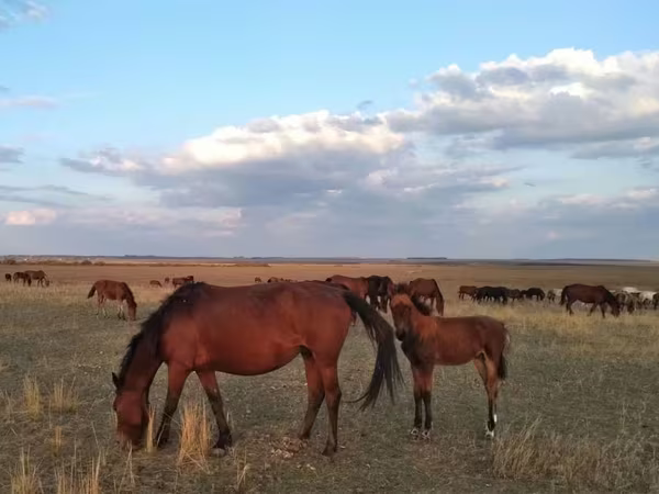 فرس, Kazakh horse