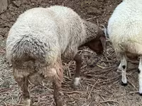 أغنام (دفعة، الجنس غير محدد), الأغنام — الصورة 4