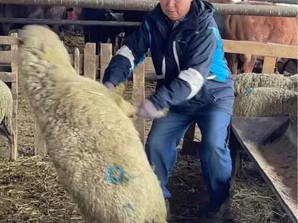 Schaf, Krasnoyarsk sheep