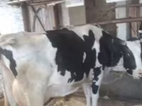 Cow, Russian Black pied cattle — photo 4