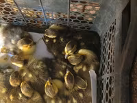 Ducks — الصورة 1