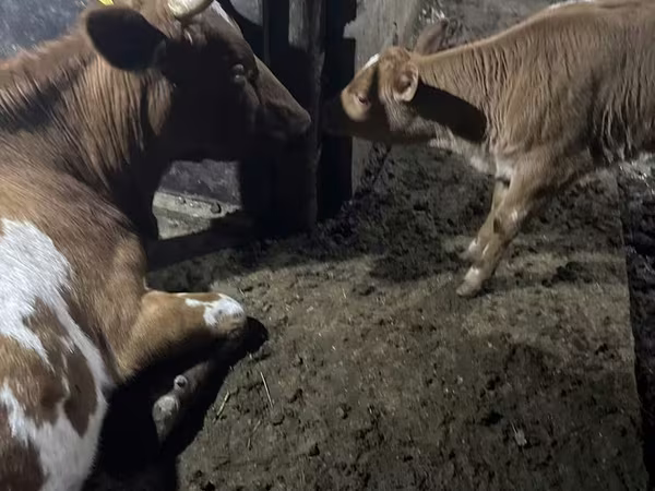 母牛, Swiss cattle