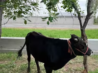 ثور, الماشية — الصورة 2
