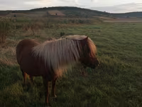 فرس, Australian Pony — الصورة 1