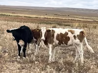 Kuh, Simmental cattle — Foto 2