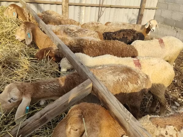母羊, Sheep