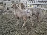 Sheep, Arashan sheep — photo 4