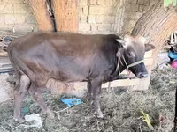 Toro, Ganado vacuno — foto 1