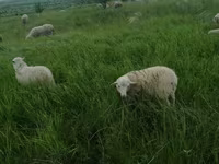 Carnero, Suffolk sheep — foto 7