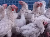 Leghorn — Foto 2