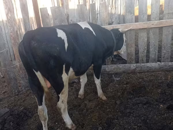 Bulle, Russian Black pied cattle