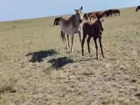 घोड़ी, घोड़े — फ़ोटो 1