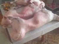 Cabras (lote, sexo no especificado), Cabras — foto 3