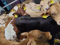 सांड, Simmental cattle — फ़ोटो 2