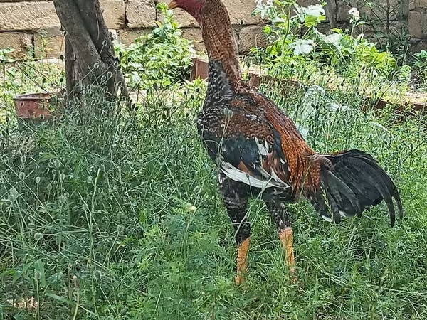 प्लायमाउथ रॉक
