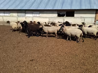 Sheep, White Suffolk sheep — photo 1