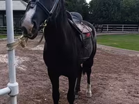 Caballo, Friesian sport horse — foto 3